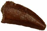 Serrated Raptor Tooth - Real Dinosaur Tooth #300912-1